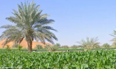 IMG 20241221 WA0266